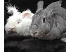 Adopt Sullivan and Josie a Flemish Giant Angora Rabbit