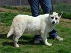 Adopt Riva a Shepherd Husky