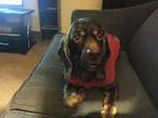 Adopt Prince 6yr a BrownChocolate - with Tan Cocker Spaniel  Mix