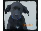 Adopt Howler a Black - with White Labrador Retriever  Hound (Unk