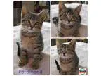 Adopt F kittens a Brown Tabby Domestic Shorthair (short coat) ca
