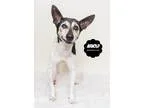 Adopt Arnold a White - with Black Rat Terrier  Mixed dog in Wyan