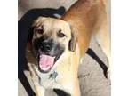 Adopt Jake a TanYellowFawn Shepherd (Unknown Type)  Mixed dog in