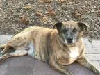 Adopt Farrah a Catahoula Leopard Dog  Labrador Retriever  Mixed 