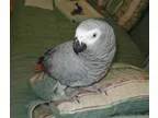 Well tame african grey