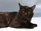 Adopt Katmai a All Black Domestic Shorthair (short coat) cat in 