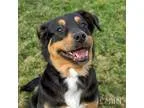 Adopt Hazel a Rottweiler Spaniel
