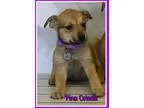 Adopt Pina Colada a TanYellowFawn Feist  Terrier (Unknown Type
