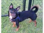 Adopt BAXTER a Miniature Pinscher
