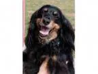 Adopt Pepper - FOSTER a Cocker Spaniel Spaniel