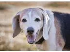 Adopt Finn a Tricolor (TanBrown and Black and White) Beagle  Mix