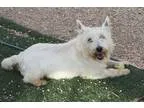 Adopt Jerome a Westie West Highland White Terrier  Mixed dog in 