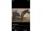 Black Qh Gelding Gaming horse Trail horse