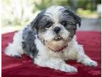 Adopt Yasmin a Shih Tzu