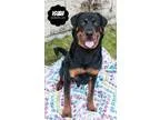 Adopt Isiah a Black - with Brown Red Golden Orange or Chestnut L