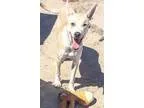 Adopt Roko a TanYellowFawn Carolina Dog  Mixed dog in Carson Cit
