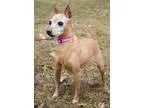 Adopt Miracle 8 pound lap warmer a Miniature Pinscher