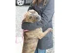 Adopt Daisy a Brindle - with White Terrier (Unknown Type