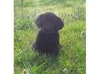 Adopt Blush a Golden Retriever Coonhound