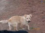 Adopt Shellie - VIDEO - PENDING ADOPTION a Golden Retriever