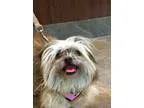 Babysitter in Lexington, KY 40504 - Madeline M.
