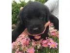 Adopt Clara s Puppy - Lily a Black Labrador Retriever