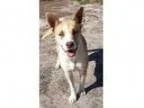 Adopt Olivia a Border Collie Cattle Dog