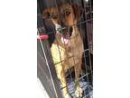 Adopt Buddy a Boxer Yellow Labrador Retriever