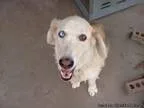 lost -- huskeybasset mix