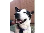 Adopt Spike a Tricolor (TanBrown and Black and White) Cattle Dog