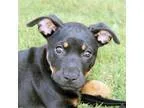 Adopt Fegus a Hound German Shepherd Dog