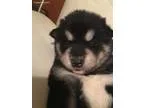 Meeka(hold)