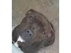 Adopt Mimi a Pit Bull Terrier