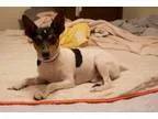 Adopt Joey a Rat Terrier