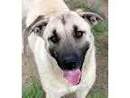 Adopt Thelma a Labrador Retriever Hound