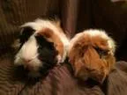 Adopt Minnie and Nemo a Guinea Pig