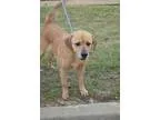 Adopt Joe Boxer a Labrador Retriever Hound