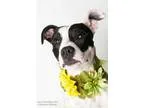 Adopt REY a Pit Bull Terrier  Mixed dog in Sacramento CA (152591