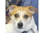 Adopt Godfrey a Spaniel Collie