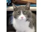 Adopt Stewie a Domestic Shorthair  Mixed cat in Ann Arbor MI (15