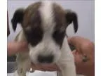 Adopt Wendy a Australian Cattle Dog (Blue Heeler)