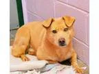 Adopt Khan a Shar Pei Chow Chow