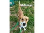 Adopt Metalman a Hound