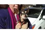 Adopt Teddy a Tricolor (TanBrown and Black and White) Miniature 