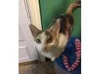 Adopt Savannah a Calico
