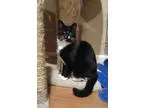 Adopt Mona a Black and White or Tuxedo Domestic Shorthair (short