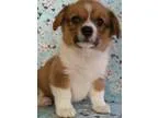 Wa pembroke welsh corgi puppies