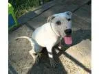 Adopt Wynona a Shar Pei Great Pyrenees