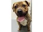 Adopt ADOPTED Rebel (Plainfield) a American Staffordshire Terrie