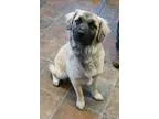 Adopt Gulliver a TanYellowFawn - with Black Australian Shepherd 